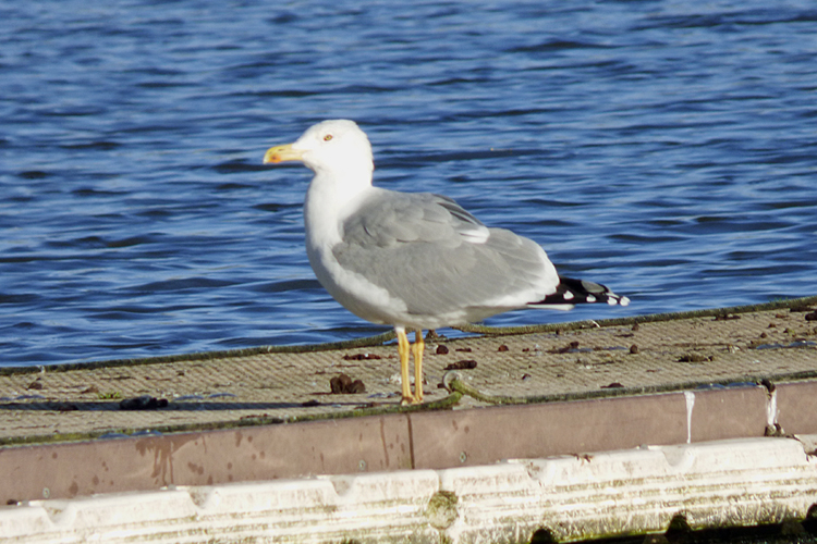 Yellow-legged Gull wholly relaxed after attack on Black-headed Gull