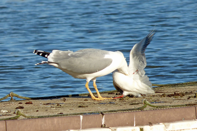 Yellow-legged Gull attacks Black-headed Gull