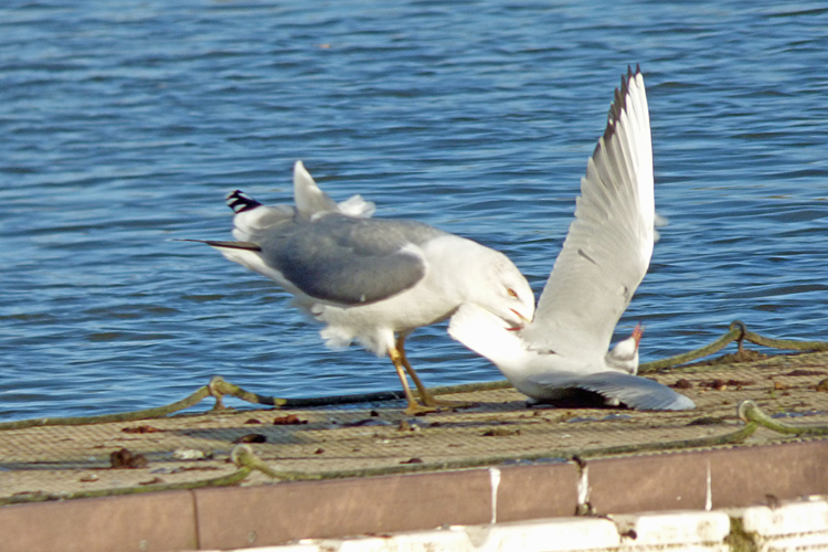 Yellow-legged Gull attacks Black-headed Gull