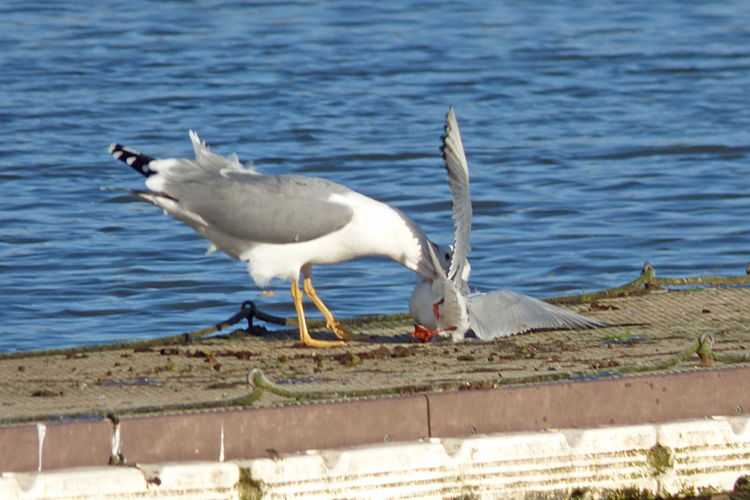 Yellow-legged Gull attacks Black-headed Gull