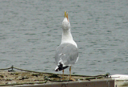 Yellow-legged Gull 'Long Call & Throw-back Posture'