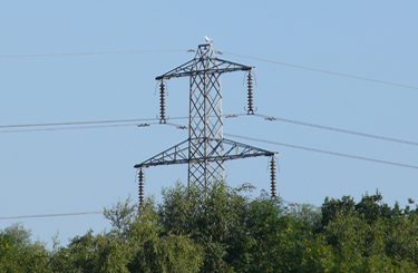 Yellow-legged Gull perched at top of power pylon