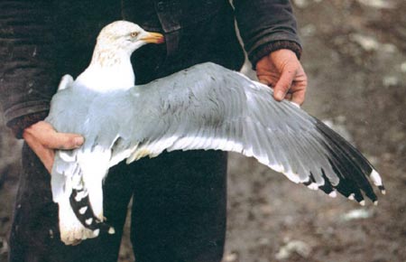 Yellow-legged Gull, Worcs, December 1990