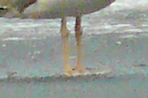 3cy/4cy Yellow-legged Gull with 'fleshy' legs
