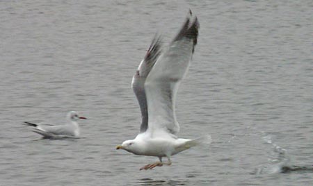 3cy/4cy Yellow-legged Gull with 'fleshy' legs