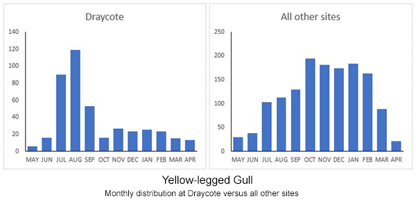 Yellow-legged Gull: monthly distribution in West Midlands