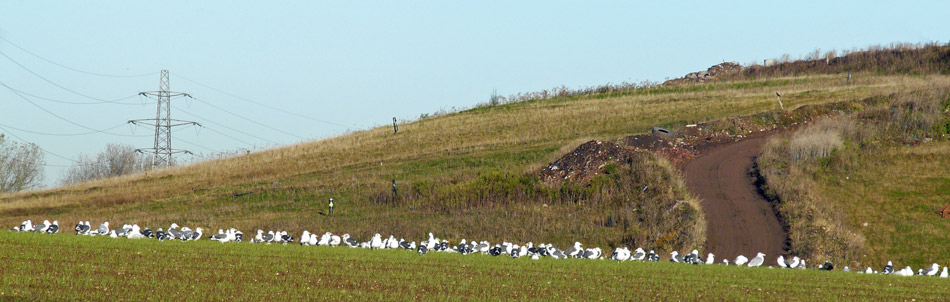 Gulls at landfill site, Warks, Nov 2012