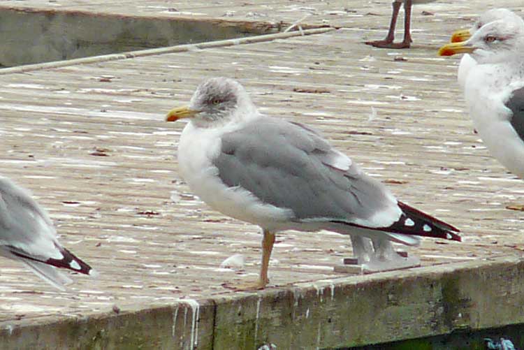 LWHG with yellow legs and very extensive and dark head-streaking