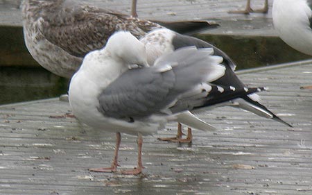 Caspian Gull or hybrid, Warks, Nov 2008