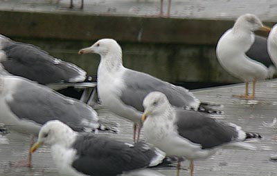 Caspian Gull or hybrid, Warks, Nov 2008