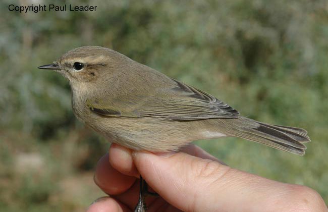 tristis, China, Sept 2004. Paul Leader.