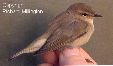 tristis, Norfolk, Dec 2005. R Millington.