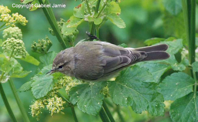 tristis, Dorset, April 2008. G Jamie.