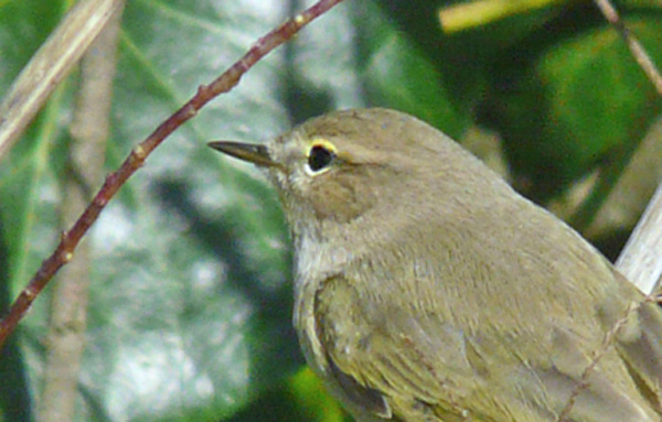 'Grey-and-white' Chiffchaff with yellow tinge in eyering