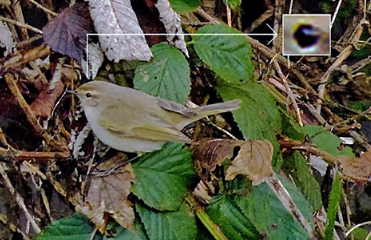 Chiffchaff with 'fulvescens' traits