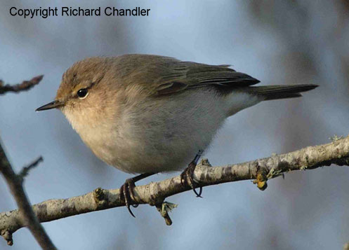 tristis, Dorset, Feb 2007. R Chandler.