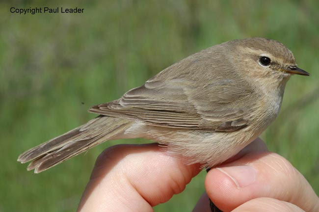 tristis, Uzbekistan, May 2006. P Leader.