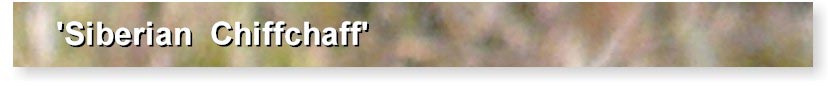 Siberian Chiffchaff logo