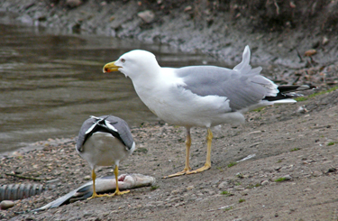 Yellow-legged Gull acquiring and feeding on fish
