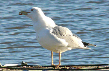 Yellow-legged Gull acquiring and feeding on fish