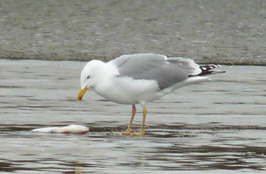 Yellow-legged Gull: agression towards other species when feeding