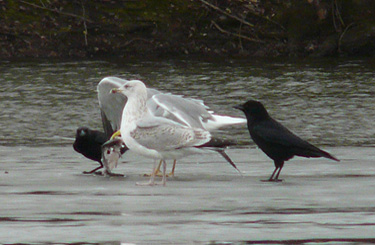 Yellow-legged Gull: agression towards other species when feeding