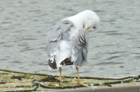Yellow-legged Gull preening session