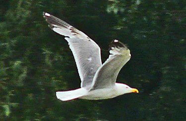 Moult and plumage development in an individual Yellow-legged Gull