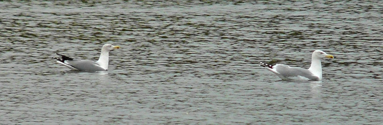 Interaction of two Yellow-legged Gulls