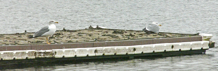 Two Yellow-legged Gulls
