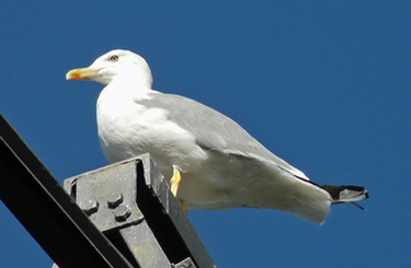 Yellow-legged Gull perched at top of power pylon