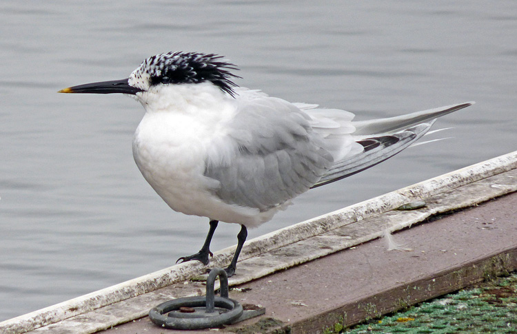 Sandwich Tern, WMids, Sept 2024