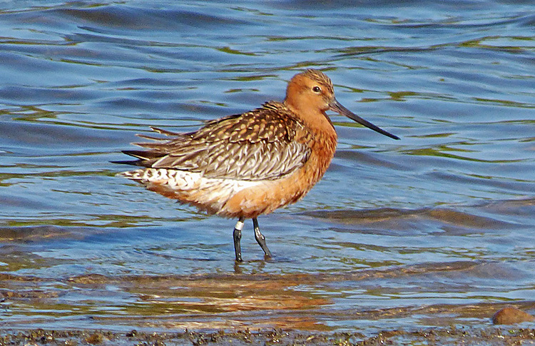 Bar-tailed Godwit, West Midlands, Aprilr 2026