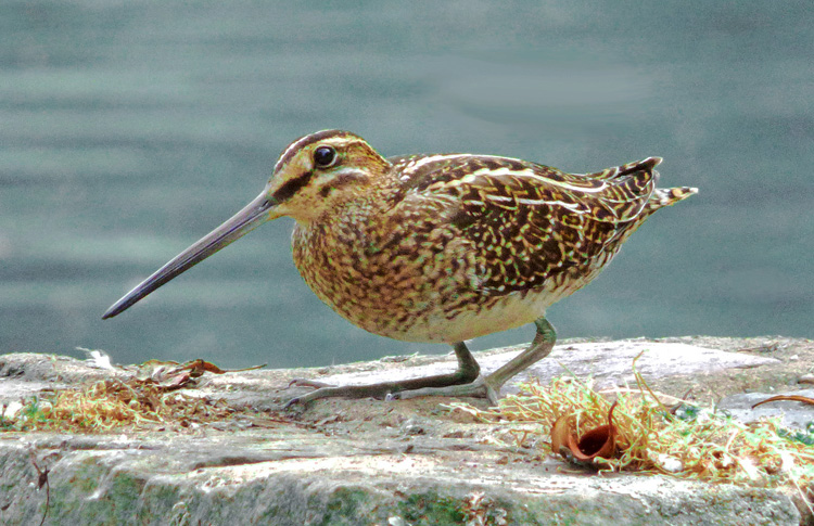 Snipe, WMids, August 2026