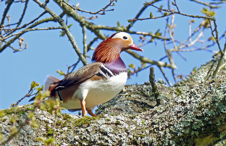 Mandarin Duck, drake, Warks, April 2026