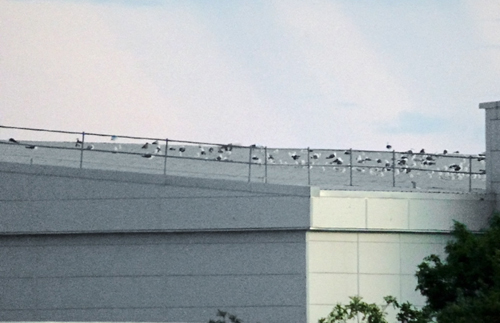 Gulls at rooftop roost, August 2026