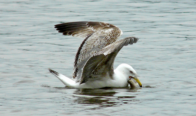 Yellow-legged Gull with fish