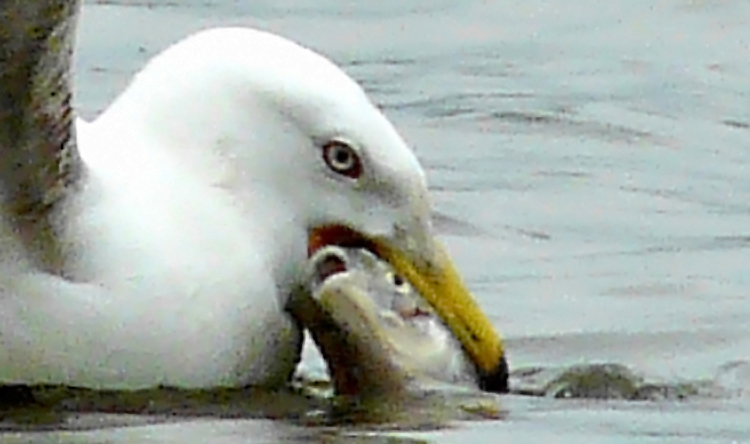 Yellow-leged Gull with fish - detail