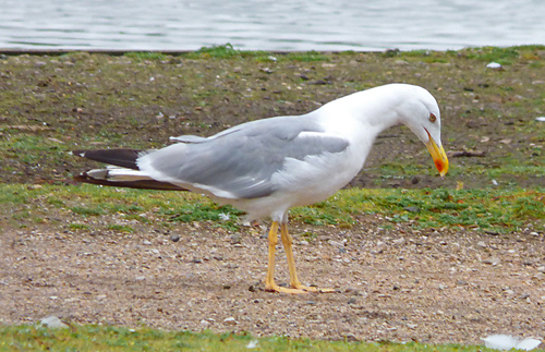 YLG adopting Upright Threat Posture