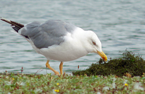 Y-l Gull apparently feeding on weed